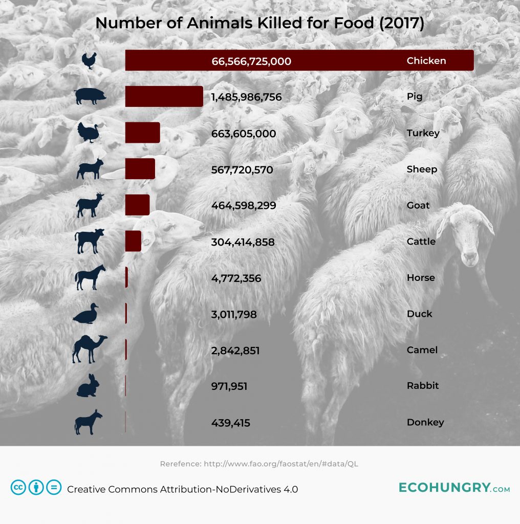 Number of Animals Killed For Food in 2017:
Chicken: 66,566,725,000
Pig: 1,485,986,756
Turkey: 663,605,000
Sheep: 567,720,570
Goat: 464,598,299
Cattle: 304,414,858
Horse: 4,772,356
Duck: 3,011,798
Camel: 2,842,851
Rabbit: 971,951
Donkey: 439,415